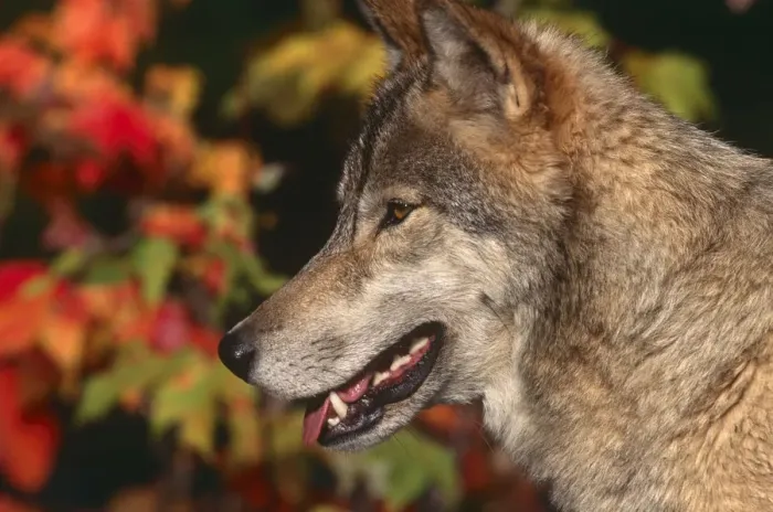 Framed Print : Grey wolf {Canis lupus} head profile, captive, Montana, USA