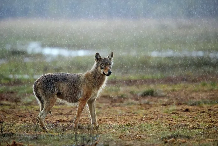Framed Print : Grey wolf (Canis lupus) juvenile, standing in rain on the edge of marsh, Finland. May Framed Print : Grey wolf (Canis lupus) juvenile, standing in rain on the edge of marsh, Finland. May