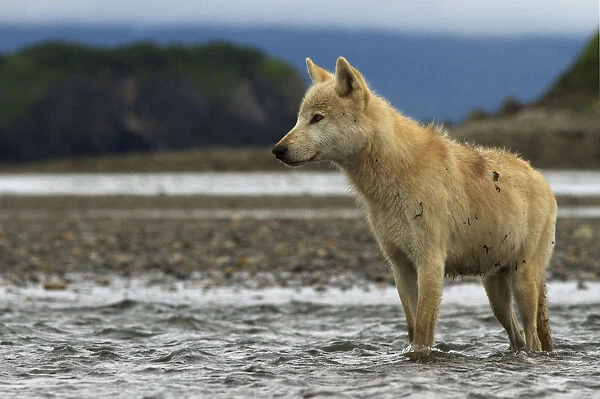 Grey wolf (Canis lupus) Katmai National Park, Alaska, USA, August