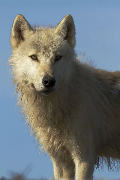 Grey wolf (Canis lupus) Katmai National Park, Alaska, USA, August