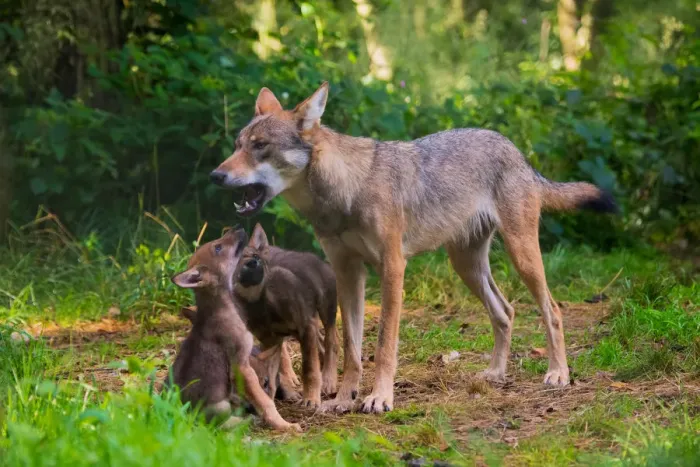 Framed Print : Grey wolf (Canis lupus) mother and two month cubs, captive Framed Print : Grey wolf (Canis lupus) mother and two month cubs, captive