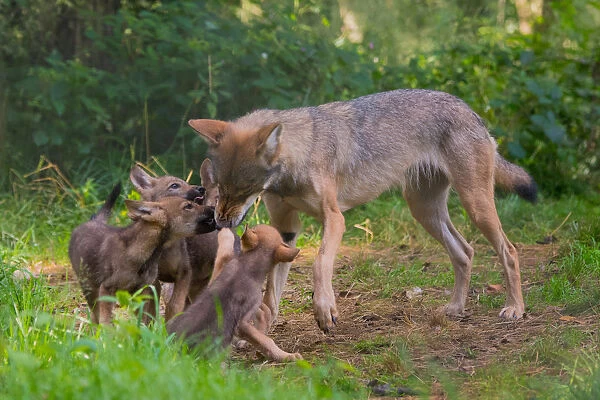 Grey wolf (Canis lupus) mother and two month old cubs #15318676