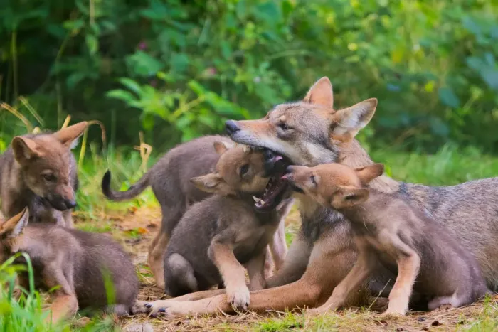 Framed Print : Grey wolf (Canis lupus) mother and two month old cubs, pups begging for food by licking Framed Print : Grey wolf (Canis lupus) mother and two month old cubs, pups begging for food by licking