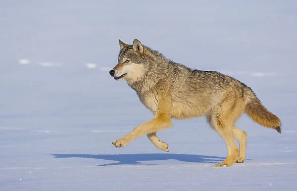 Grey wolf (Canis lupus) running in snow, captive