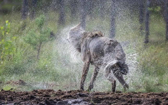 Framed Print : Grey wolf (Canis lupus) shaking fur dry after swimming, Finland. August Framed Print : Grey wolf (Canis lupus) shaking fur dry after swimming, Finland. August