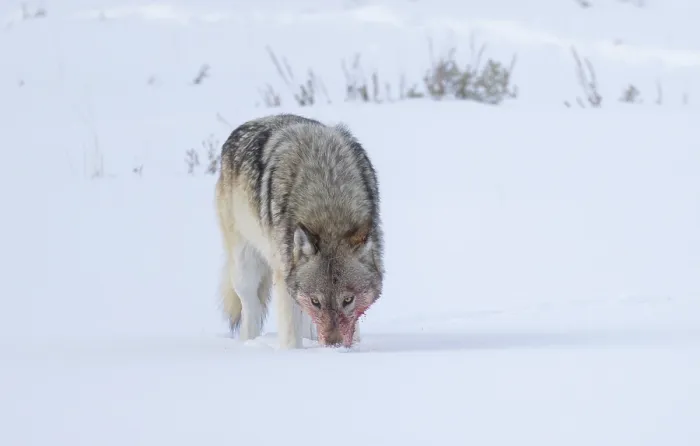 Framed Print : Grey wolf (Canis lupus) standing in snow and smelling ground with blood on face from recent feed, Yellowstone National Park, Wyoming, USA, January Framed Print : Grey wolf (Canis lupus) standing in snow and smelling ground with blood on face from recent feed, Yellowstone National Park, Wyoming, USA, January