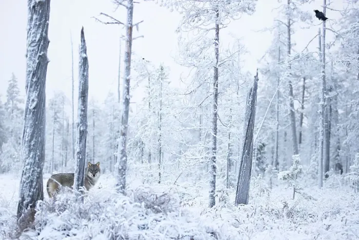 Framed Print : Grey wolf (Canis lupus) standing among trees in snow-covered forest, Finland. November Framed Print : Grey wolf (Canis lupus) standing among trees in snow-covered forest, Finland. November