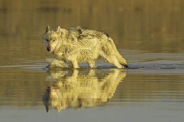 Grey wolf (Canis lupus) walking through water, Yellowstone National Park, USA, North America