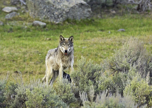 Grey Wolf (Canis lupus) Yellowstone National Park, Wyoming, USA, May