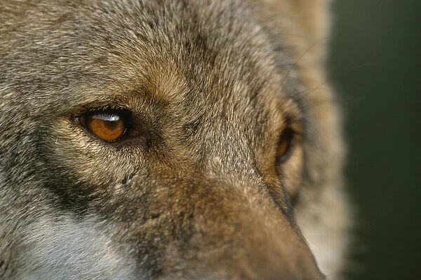 Grey wolf female head portrait, Carpathian mtns, Romania, captive