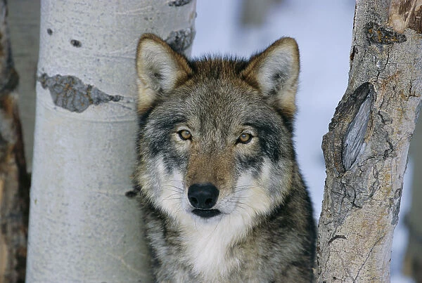Grey wolf head portrait {Canis lupus} US Captive