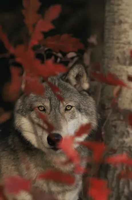 Framed Print : Grey wolf portrait with autumn leaves {Canis lupus} captive, USA Framed Print : Grey wolf portrait with autumn leaves {Canis lupus} captive, USA