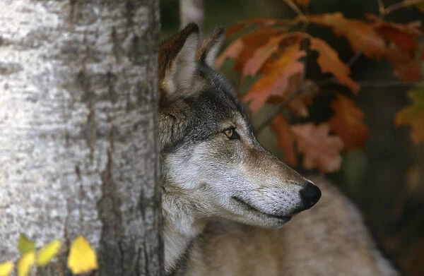 Grey wolf portrait {Canis lupus} captive, Minnesota, USA