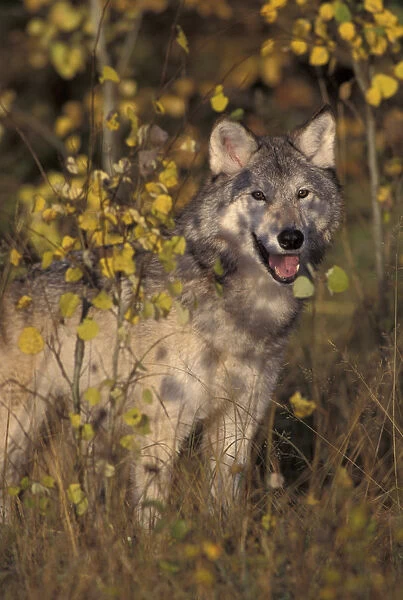 Grey wolf portrait {Canis lupus} captive USA