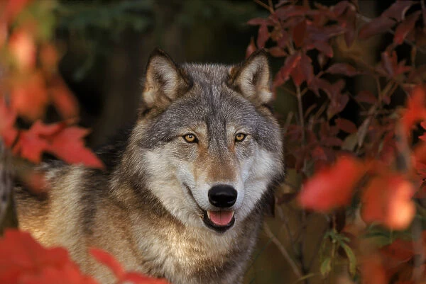 Grey wolf portrait, Minnesota, USA. Captive