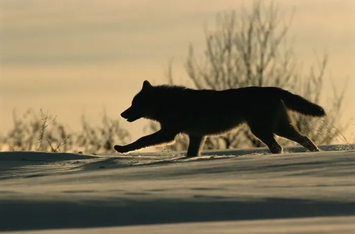 Framed Print : Grey wolf running silhouetted {Canis lupus} Toropets, Russia Framed Print : Grey wolf running silhouetted {Canis lupus} Toropets, Russia