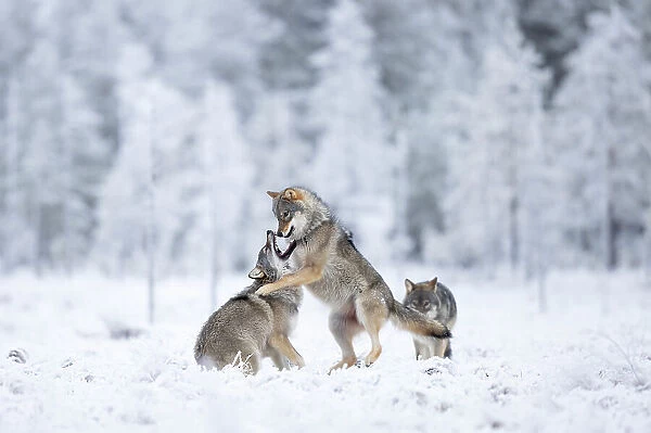 Two Grey wolves (Canis lupus) play fighting in snow, Finland. November