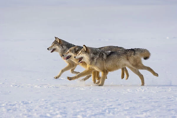 Grey wolves (Canis lupus) in snow, captive