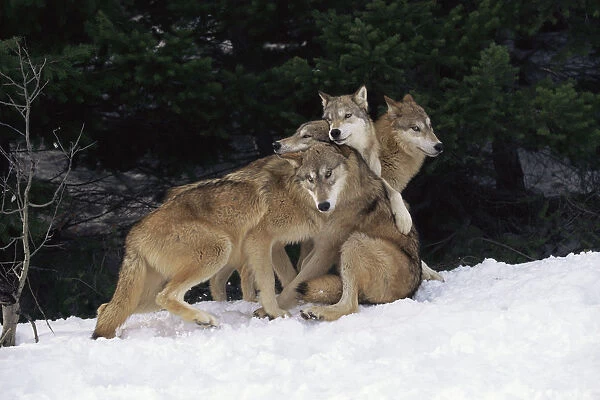 Grey wolves playing in snow {Canis lupus} captive, USA
