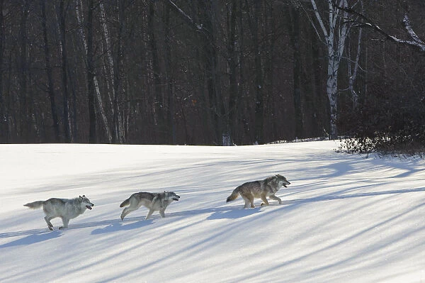 Grey wolves running in snow (Canis lupus), Minnesota, USA. January