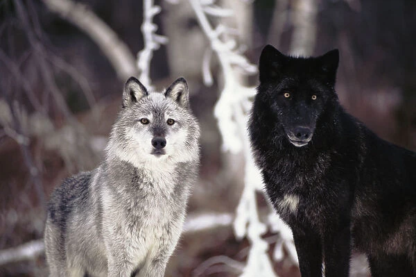 Grey wolves showing fur colour variation. (Canis lupus)
