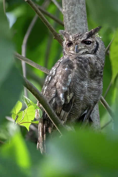 Framed Print : Greyish eagle owl (Bubo cinerascens) perched in tree, Faraba Banta, The Gambia