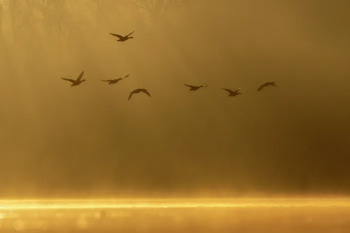 Framed Print : Greylag geese (Anser anser) in flight over water on a misty morning, Valkenhorst Nature Reserve, Valkenswaard, The Netherlands. February Framed Print : Greylag geese (Anser anser) in flight over water on a misty morning, Valkenhorst Nature Reserve, Valkenswaard, The Netherlands. February