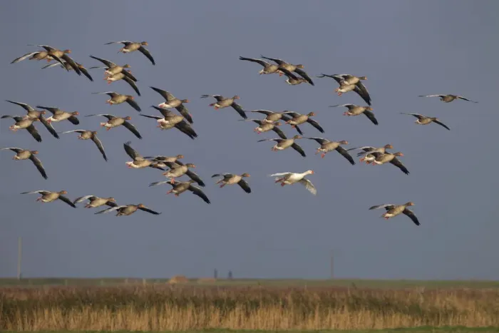 Framed Print : Greylag geese (Anser anser) flock in flight and single white plumage bird, Norfolk, UK Framed Print : Greylag geese (Anser anser) flock in flight and single white plumage bird, Norfolk, UK