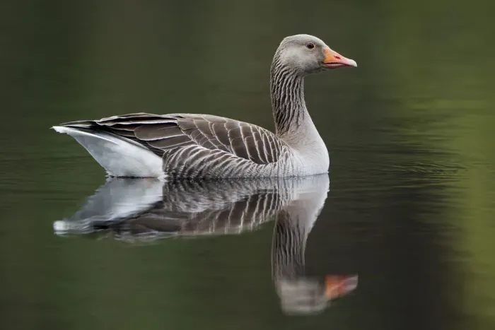 Framed Print : Greylag goose (Anser anser) adult on water, Scotland, UK, May 2010 Framed Print : Greylag goose (Anser anser) adult on water, Scotland, UK, May 2010