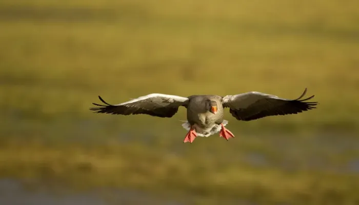 Framed Print : Greylag Goose (Anser anser) in flight, Caerlaverock WWT, Scotland, Solway, UK, January Framed Print : Greylag Goose (Anser anser) in flight, Caerlaverock WWT, Scotland, Solway, UK, January