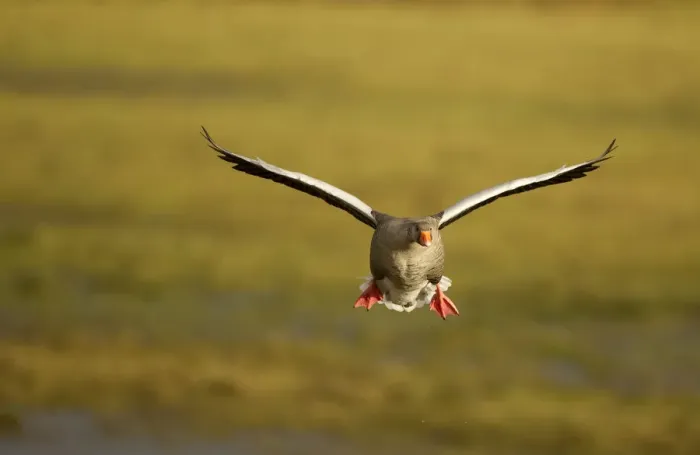 Framed Print : Greylag Goose (Anser anser) in flight, Caerlaverock WWT, Scotland, Solway, UK, January Framed Print : Greylag Goose (Anser anser) in flight, Caerlaverock WWT, Scotland, Solway, UK, January
