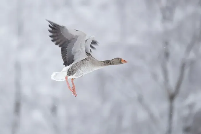 Framed Print : Greylag goose (Anser anser) flying, Glenfeshie, Cairngorms National Park, Scotland Framed Print : Greylag goose (Anser anser) flying, Glenfeshie, Cairngorms National Park, Scotland