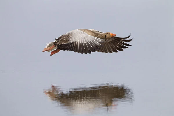 Greylag Goose (Anser anser) landing on water. Norfolk, UK, Europe, April