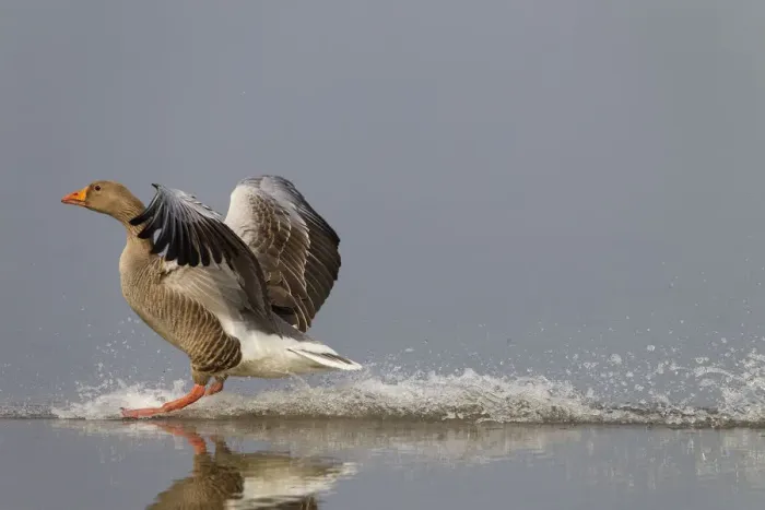 Framed Print : Greylag Goose (Anser anser) landing on water. Norfolk, UK, Europe, April Framed Print : Greylag Goose (Anser anser) landing on water. Norfolk, UK, Europe, April