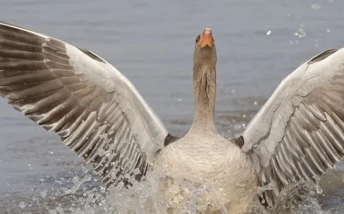 Framed Print : Greylag goose (Anser anser) landing with its wings and head raised to chase off another Framed Print : Greylag goose (Anser anser) landing with its wings and head raised to chase off another