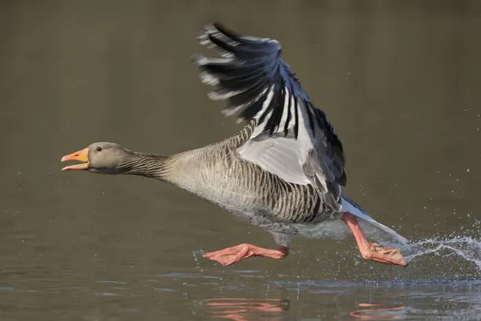 Framed Print : Greylag goose (Anser anser) taking flight from lake. Southern Norway. March