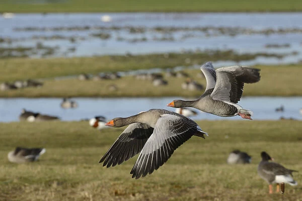 Greylag goose pair (Anser anser) in flight over flooded pastureland with many grazing wildfowl