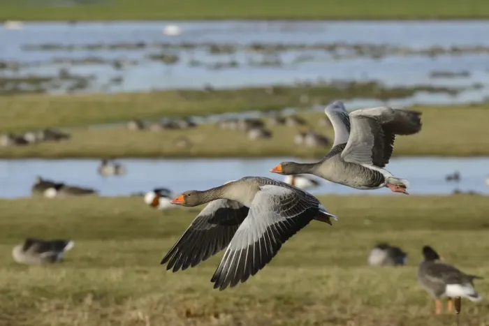 Framed Print : Greylag goose pair (Anser anser) in flight over flooded pastureland with many grazing wildfowl Framed Print : Greylag goose pair (Anser anser) in flight over flooded pastureland with many grazing wildfowl