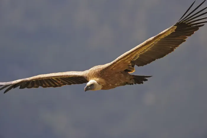 Framed Print : Griffon vulture (Gyps fulvus) in flight, Andorra, June 2009