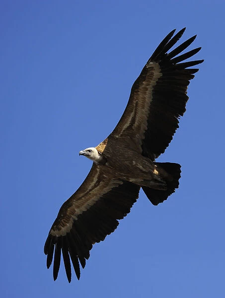 Griffon vulture (Gyps fulvus) in flight, Montejo de la Vega, Segovia, Castilla y Leon