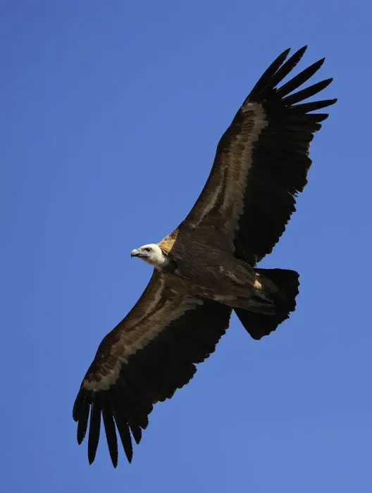 Framed Print : Griffon vulture (Gyps fulvus) in flight, Montejo de la Vega, Segovia, Castilla y Leon Framed Print : Griffon vulture (Gyps fulvus) in flight, Montejo de la Vega, Segovia, Castilla y Leon