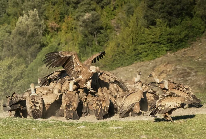 Framed Print : Griffon vulture (Gyps fulvus) flock feeding and squabbling over a sheep carcass, Lamiana, Aragon, Pyrenees, Spain. April Framed Print : Griffon vulture (Gyps fulvus) flock feeding and squabbling over a sheep carcass, Lamiana, Aragon, Pyrenees, Spain. April