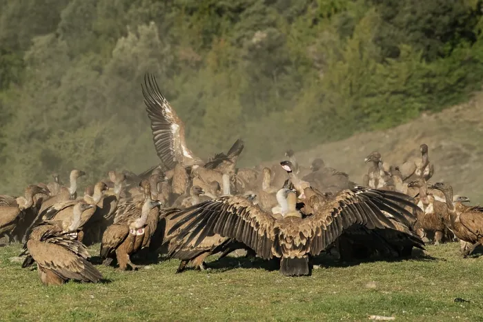 Framed Print : Griffon vulture (Gyps fulvus) flock feeding and squabbling over a sheep carcass, Lamiana, Aragon, Pyrenees, Spain. April Framed Print : Griffon vulture (Gyps fulvus) flock feeding and squabbling over a sheep carcass, Lamiana, Aragon, Pyrenees, Spain. April