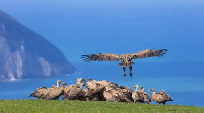 Framed Print : Griffon vulture (Gyps fulvus) landing on coast next to flock. Cantabria, Spain, March Framed Print : Griffon vulture (Gyps fulvus) landing on coast next to flock. Cantabria, Spain, March