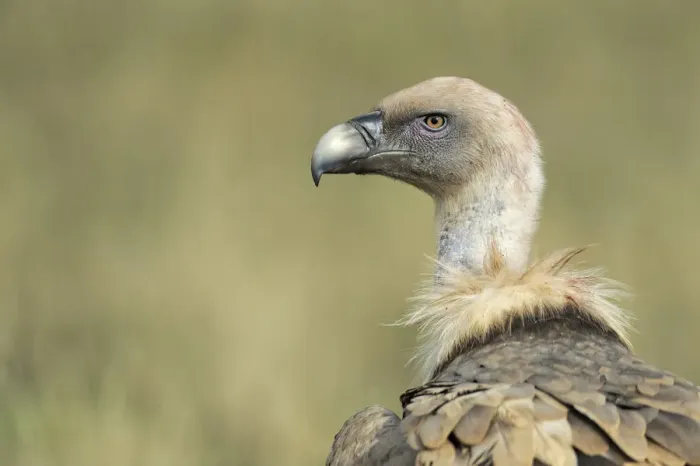 Framed Print : Griffon vulture (Gyps fulvus) portrait, Serra de Beumort, Gerri de la Sal, Catalonia Framed Print : Griffon vulture (Gyps fulvus) portrait, Serra de Beumort, Gerri de la Sal, Catalonia