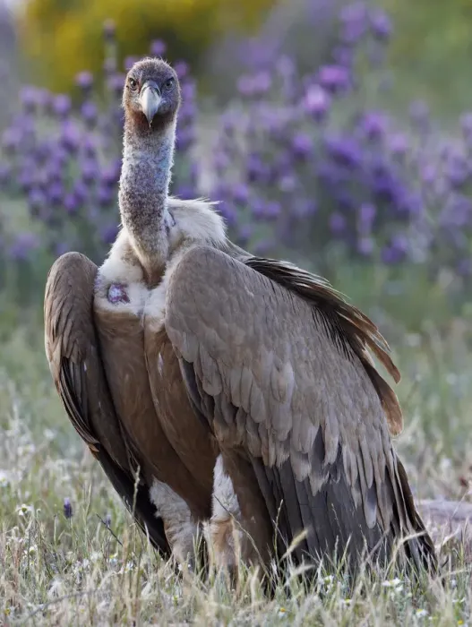 Framed Print : Griffon vulture (Gyps fulvus) portrait, Extremadura, Spain, April 2009 Framed Print : Griffon vulture (Gyps fulvus) portrait, Extremadura, Spain, April 2009