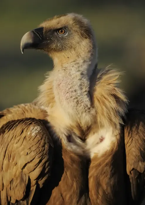 Framed Print : Griffon vulture (Gyps fulvus) portrait, Montejo de la Vega, Segovia, Castilla y Leon