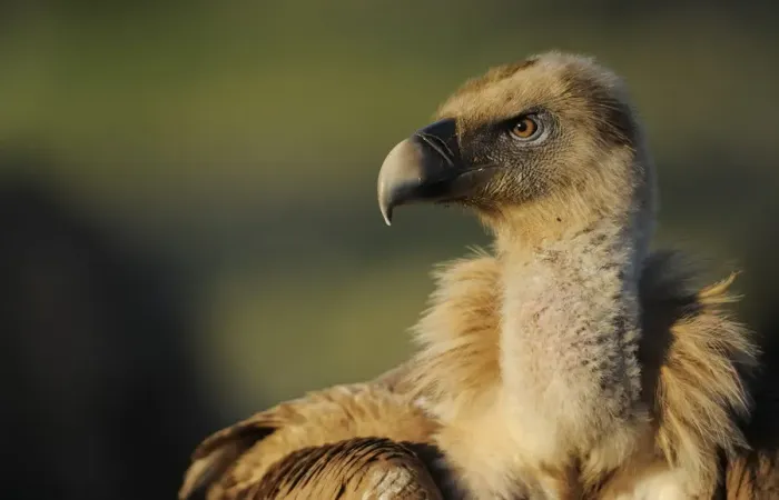 Framed Print : Griffon vulture (Gyps fulvus) portraits, Montejo de la Vega, Segovia, Castilla y Leon Framed Print : Griffon vulture (Gyps fulvus) portraits, Montejo de la Vega, Segovia, Castilla y Leon