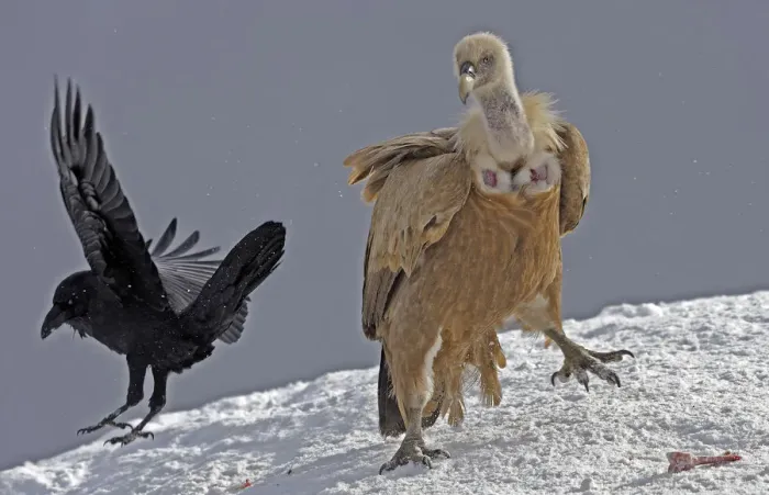 Framed Print : Griffon vulture (Gyps fulvus) and Raven (Corvus corax) in snow, Cebollar, Torla, Aragon Framed Print : Griffon vulture (Gyps fulvus) and Raven (Corvus corax) in snow, Cebollar, Torla, Aragon