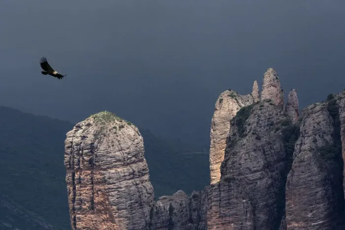 Framed Print : Griffon vulture (Gyps fulvus) soaring over Los Mallos de Riglos, Huesca province, Aragon Framed Print : Griffon vulture (Gyps fulvus) soaring over Los Mallos de Riglos, Huesca province, Aragon
